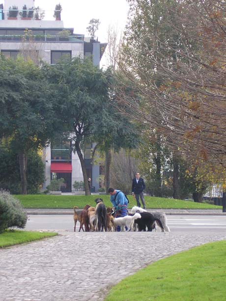 Promeneur de chien - Buenos Aires